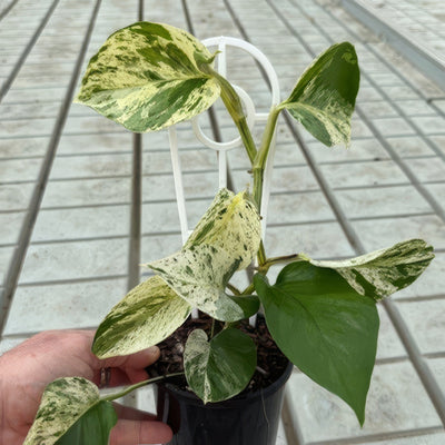 Pothos Marble Queen - Garden Express Australia