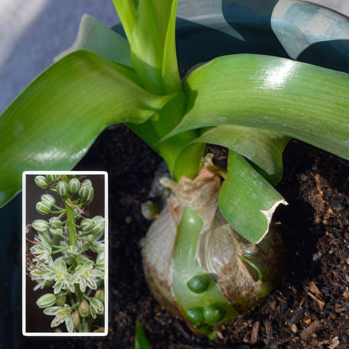Pregnant Onion Pkpreoni - Garden Express Australia