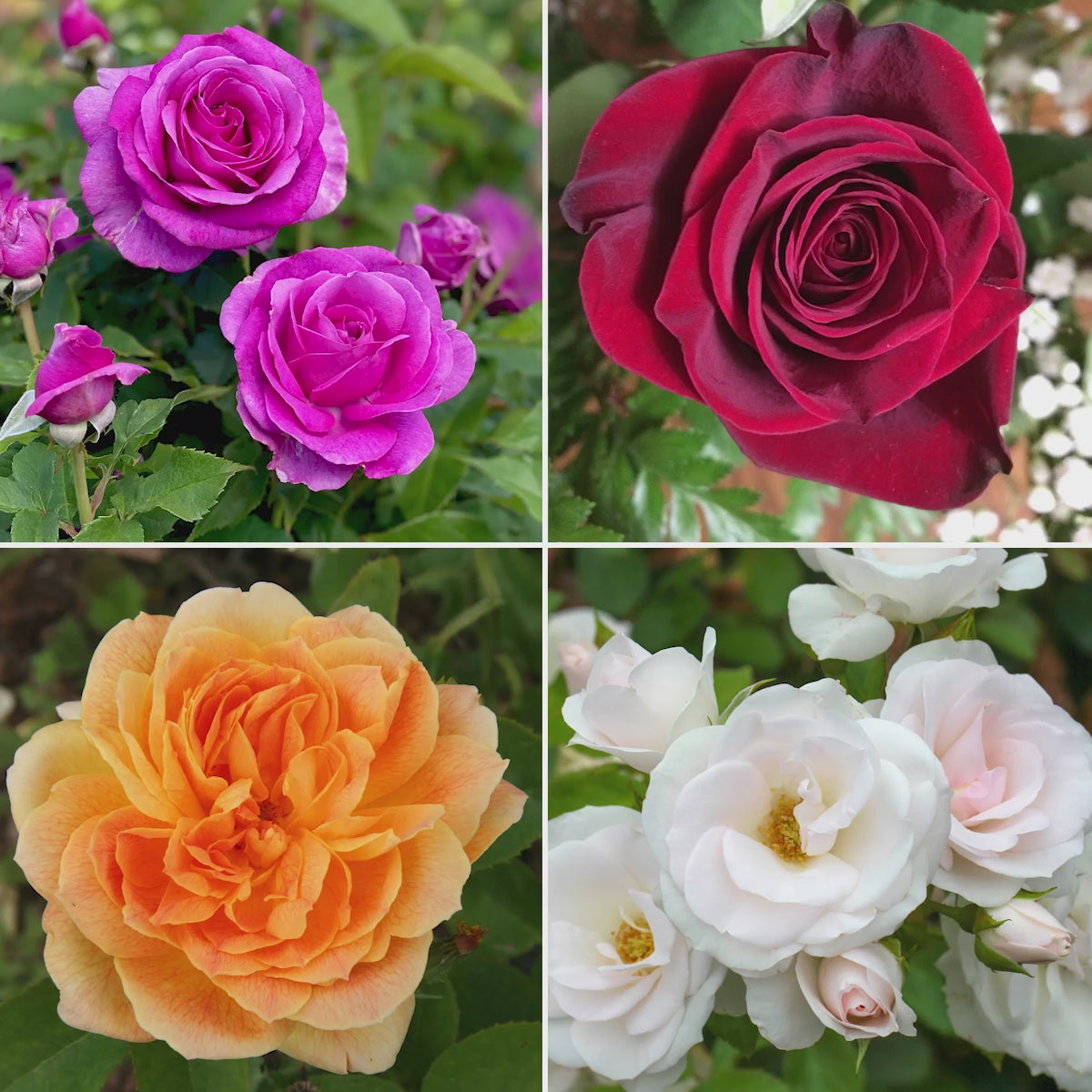 Rose Lucky Dip