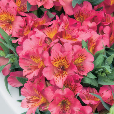Princess Lily Eliane Pplplieli - Garden Express Australia