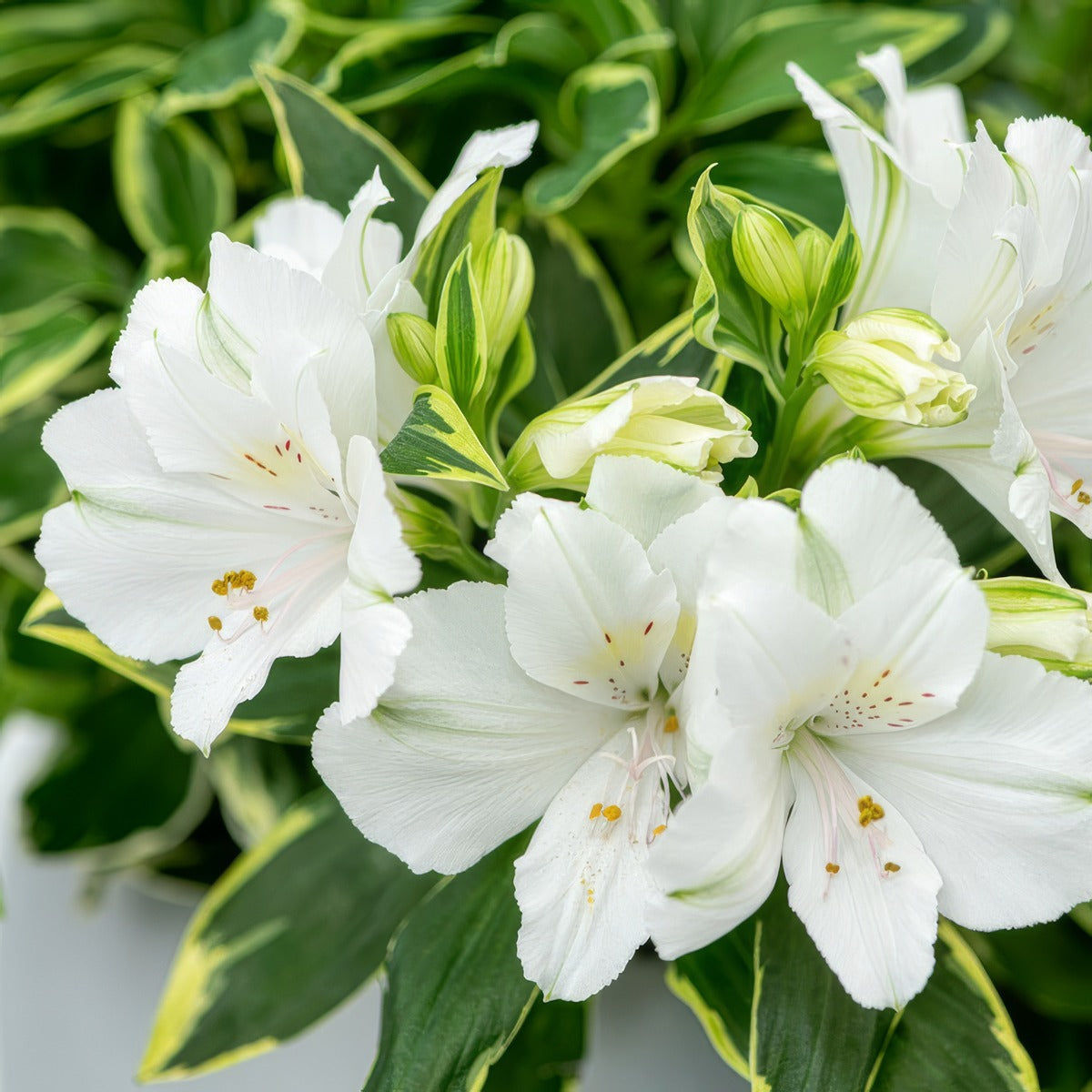 Princess Lily Claressa P68plicls - Garden Express Australia