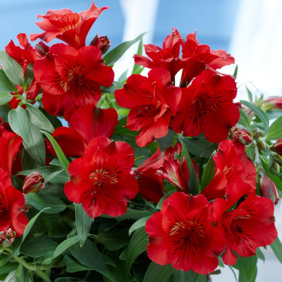 Princess Lily Kate P68plikat - Garden Express Australia