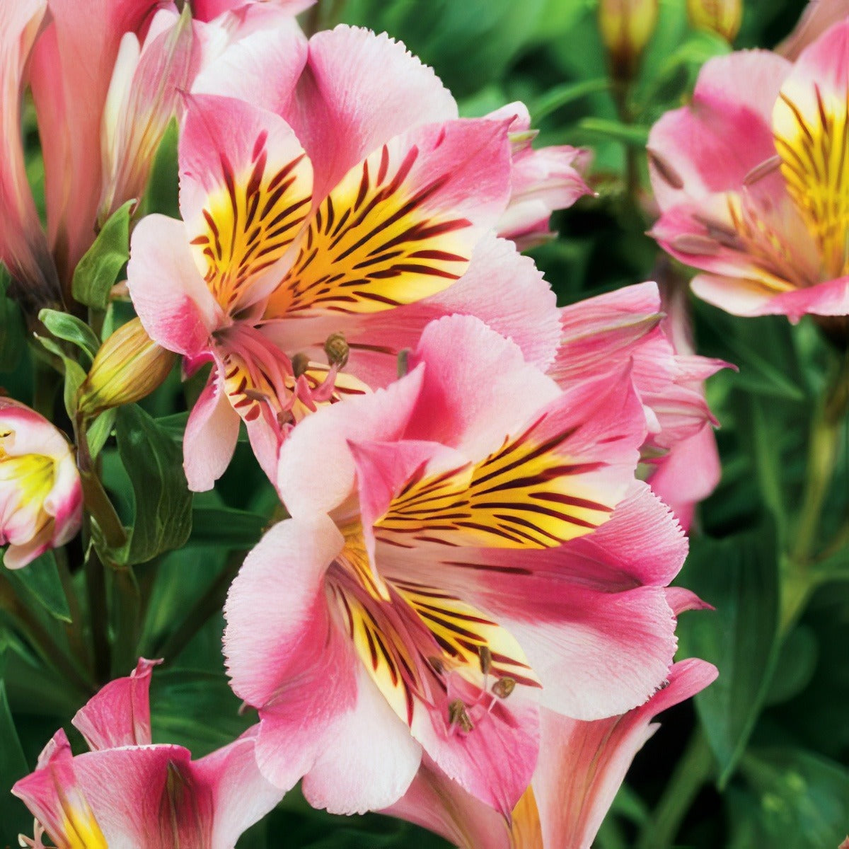 Princess Lily Paola Pplplipao - Garden Express Australia