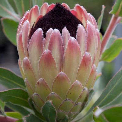 Protea Australis Passion - Garden Express Australia
