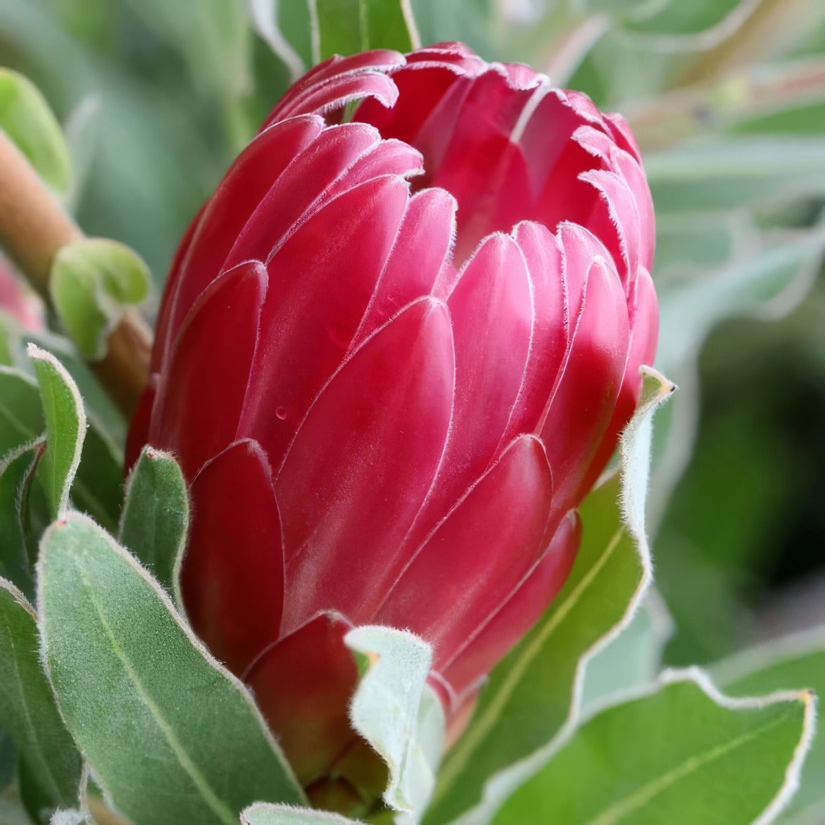 Protea Brenda P10probre - Garden Express Australia