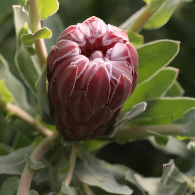 Protea Christine - Garden Express Australia