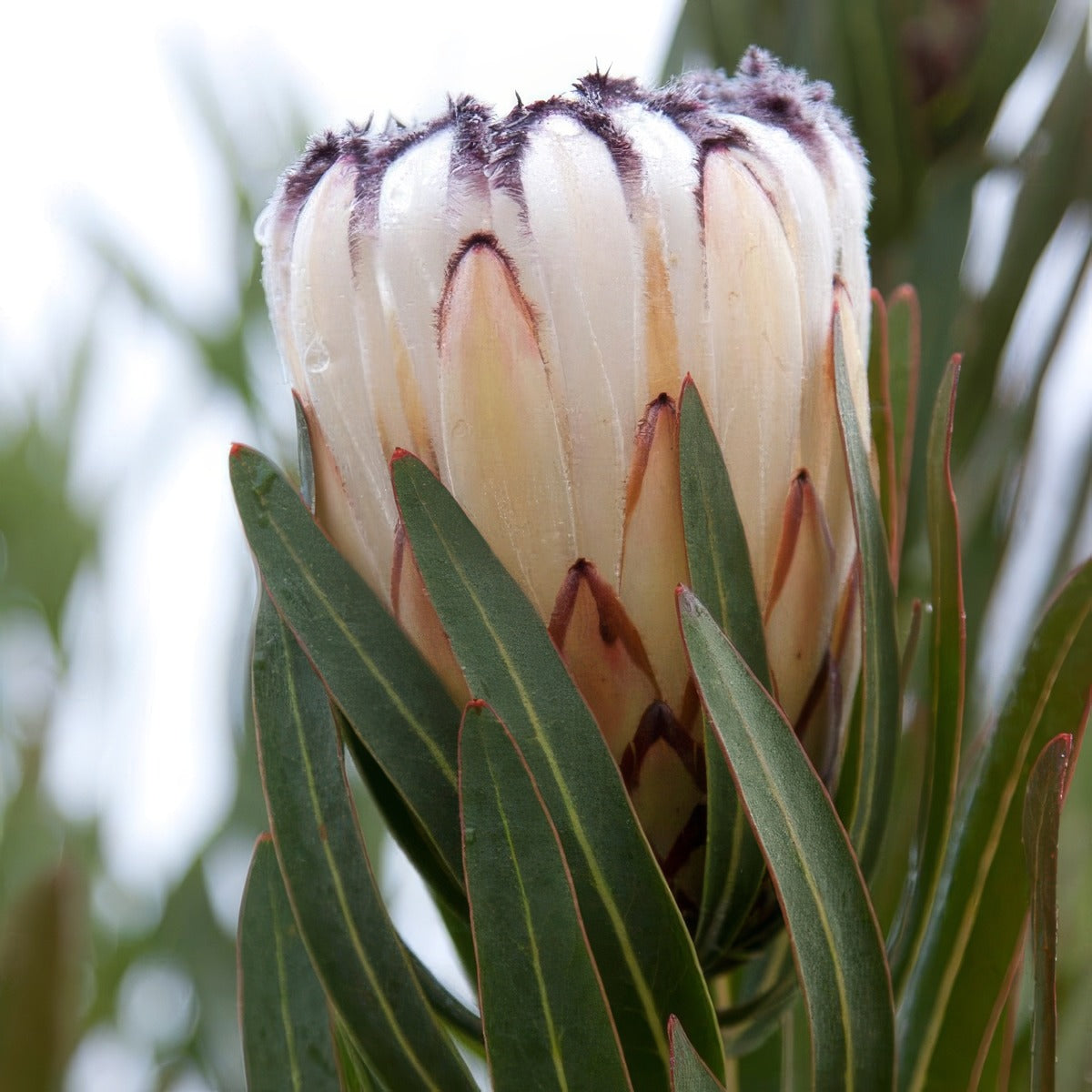 Protea Cream Mink - Garden Express Australia