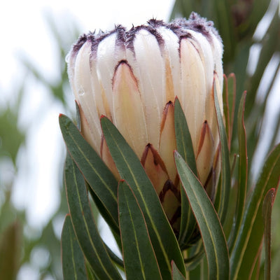 Protea Cream Mink - Garden Express Australia