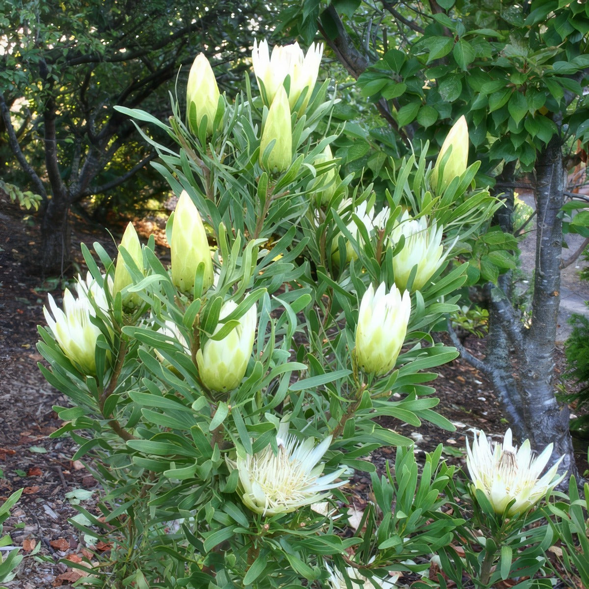 Protea Honeyglow - Garden Express Australia