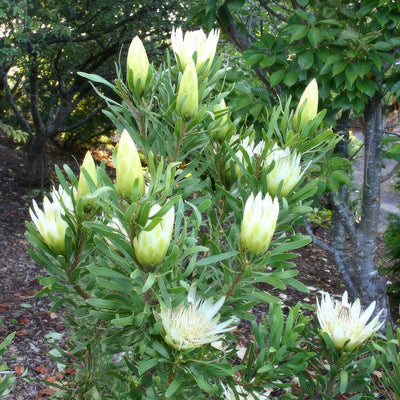 Protea Honeyglow - Garden Express Australia