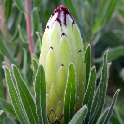 Protea Limelight 2 - Garden Express Australia