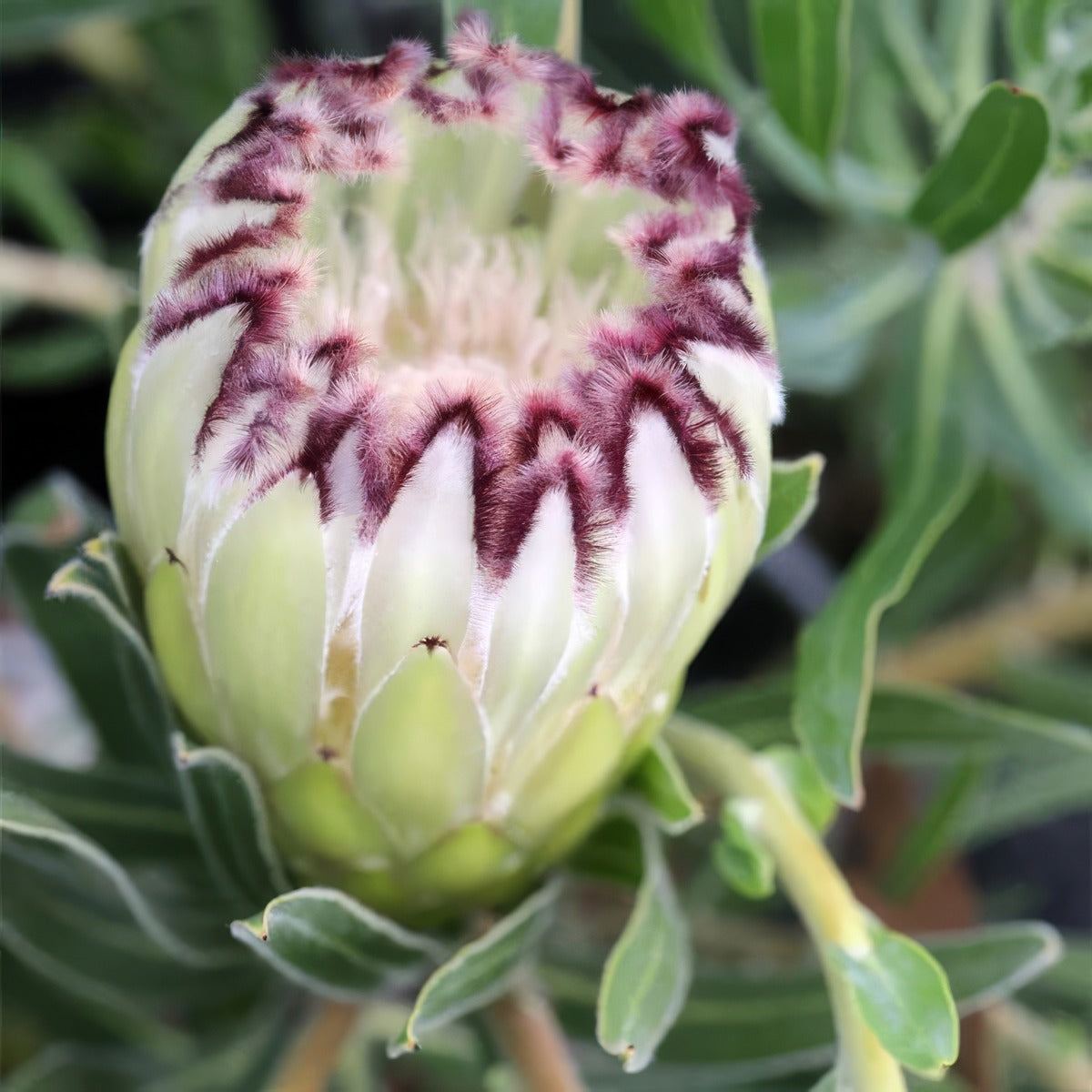 Protea Limelight - Garden Express Australia