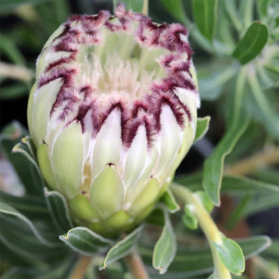 Protea Limelight - Garden Express Australia