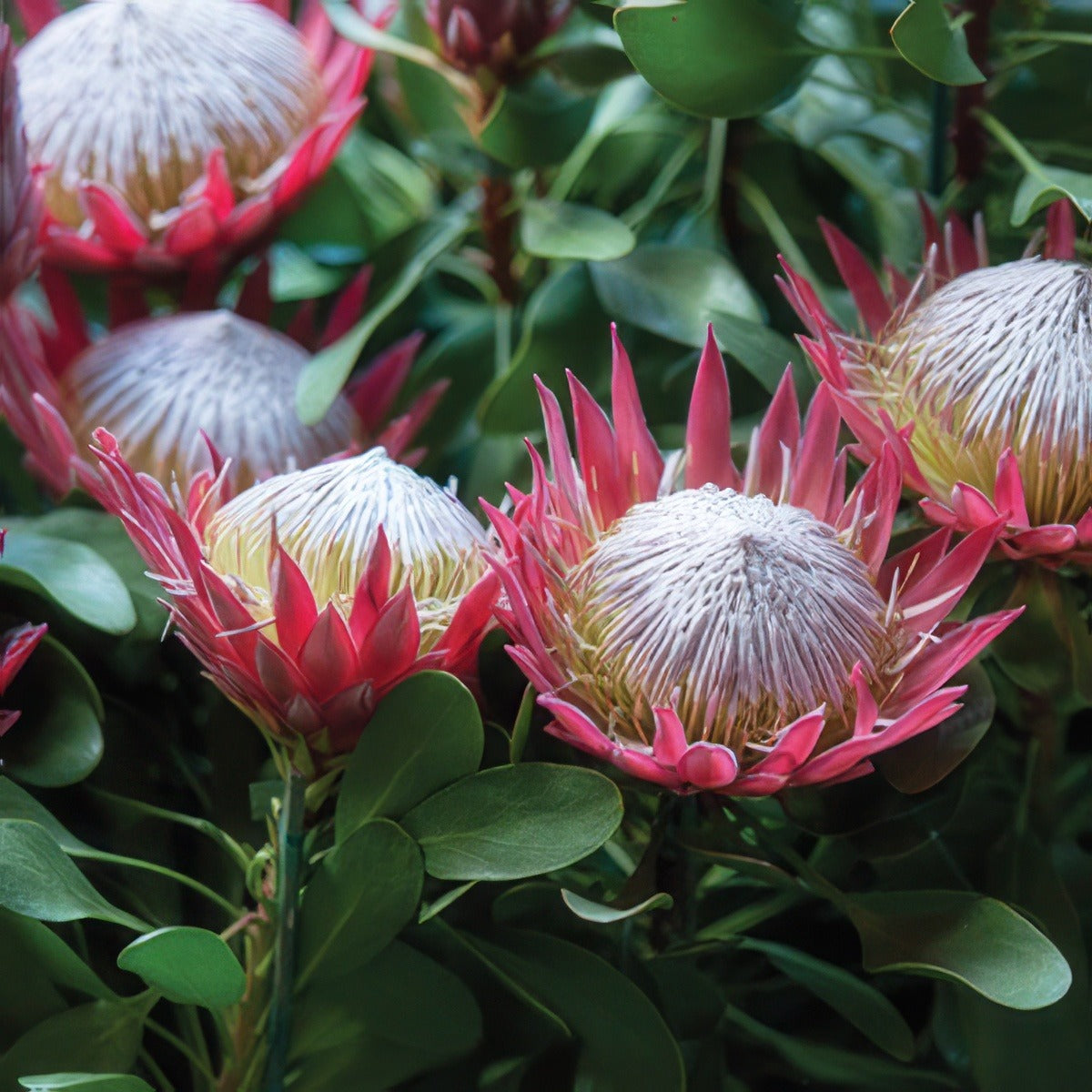 Protea Little Prince Pplprolpr - Garden Express Australia