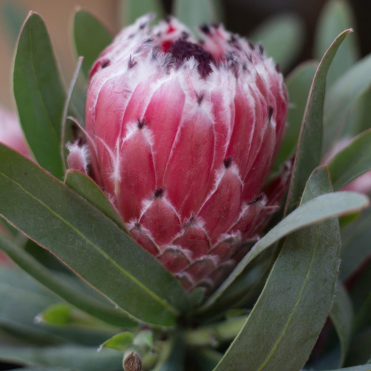 Protea Mayday P14promda - Garden Express Australia