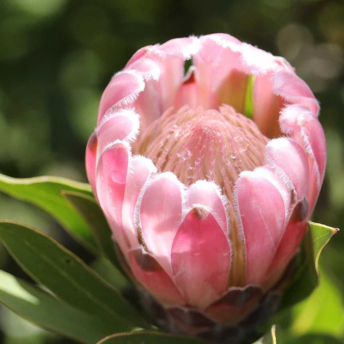 Protea Pink Pearl - Garden Express Australia