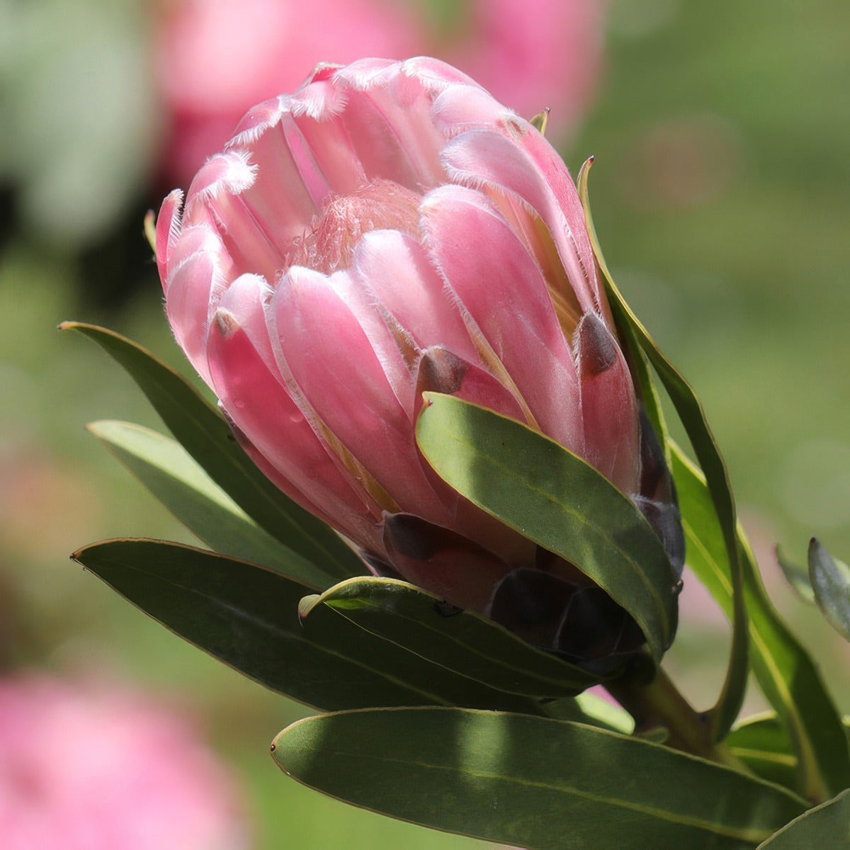 Protea Pink Pearl P10proppe - Garden Express Australia