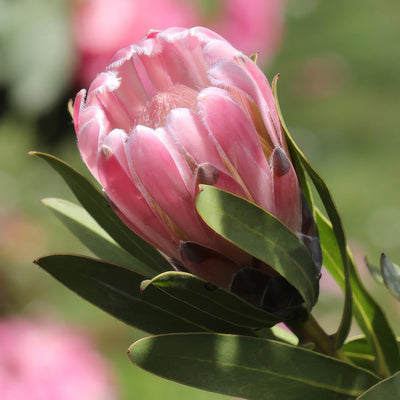 Protea Pink Pearl P10proppe - Garden Express Australia