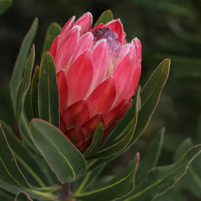 Protea Special Pink Ice - Garden Express Australia