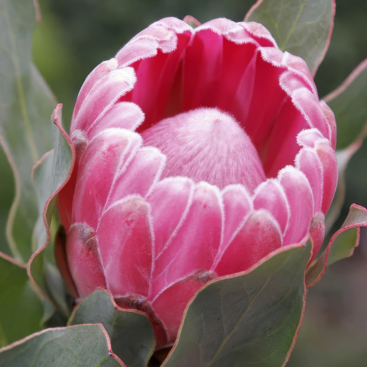 Protea Stately 2 - Garden Express Australia