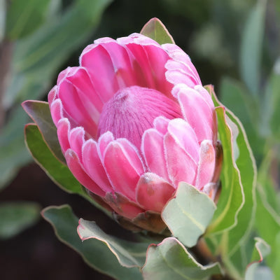 Protea Stately P10prosta - Garden Express Australia