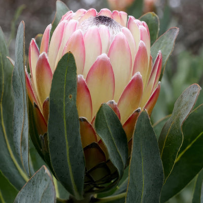 Protea Susara - Garden Express Australia