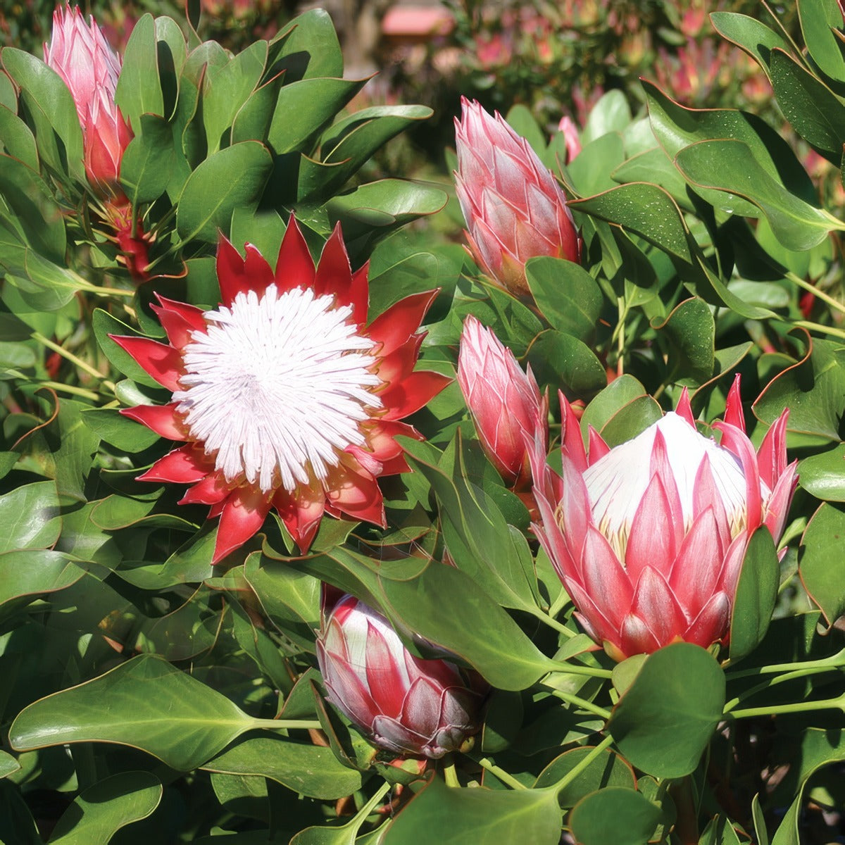 Protea Little Prince 2020 Pplprolpr - Garden Express Australia
