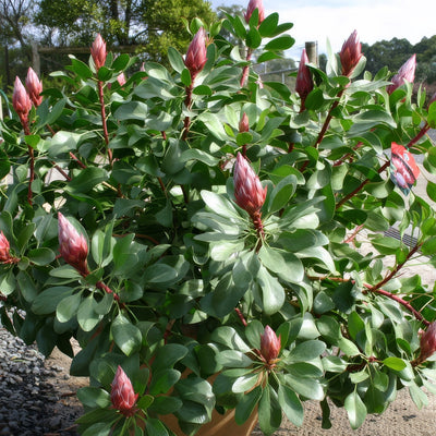 Protea Little Prince - Garden Express Australia