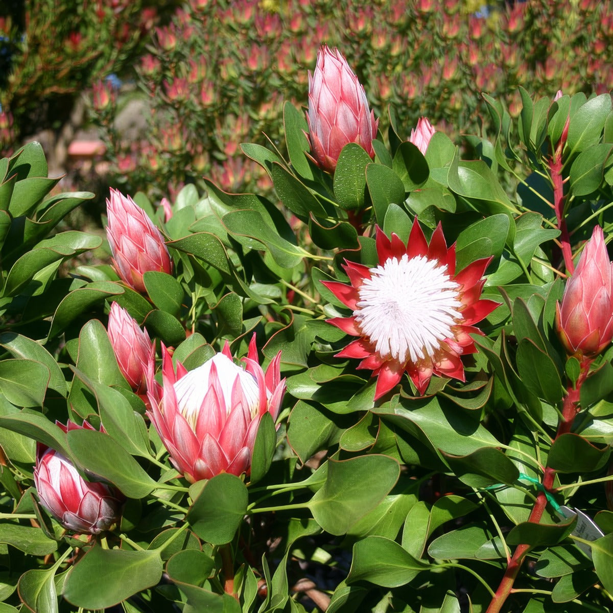 Protea Little Prince P14prolpr - Garden Express Australia