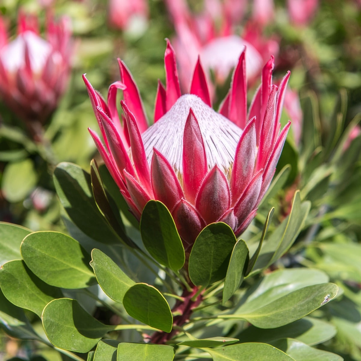 Protea Pink Crown P75propcr - Garden Express Australia