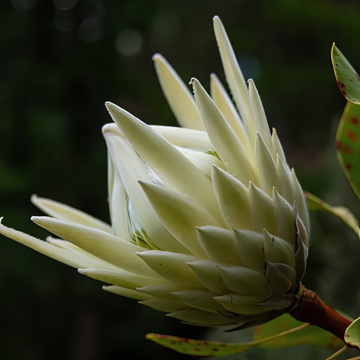 Protea White Crown P75prowcr - Garden Express Australia