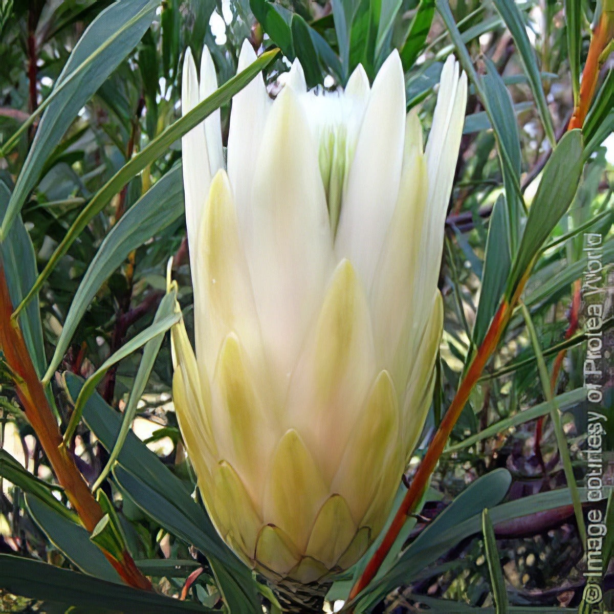 White Repens 1 - Garden Express Australia