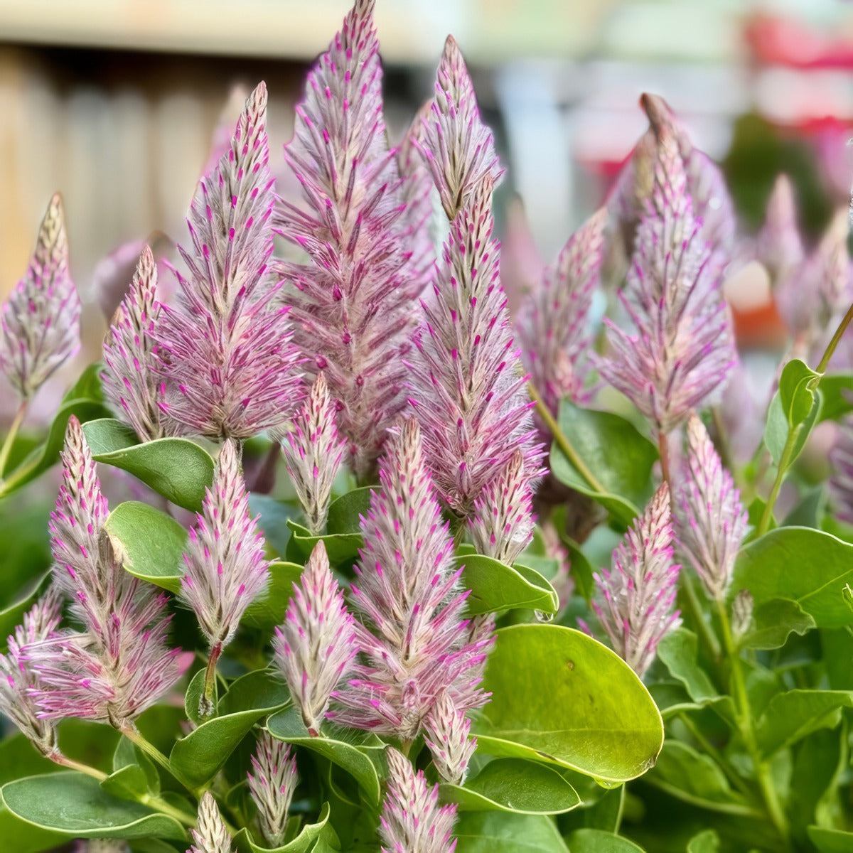 Ptilotus Matilda P14ptimat - Garden Express Australia
