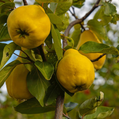 Quince Champion Trequisch - Garden Express Australia