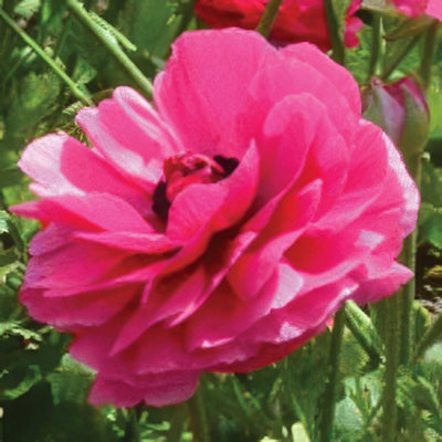 Ranunculi Cerise Pink Pkrancpi 2020 - Garden Express Australia