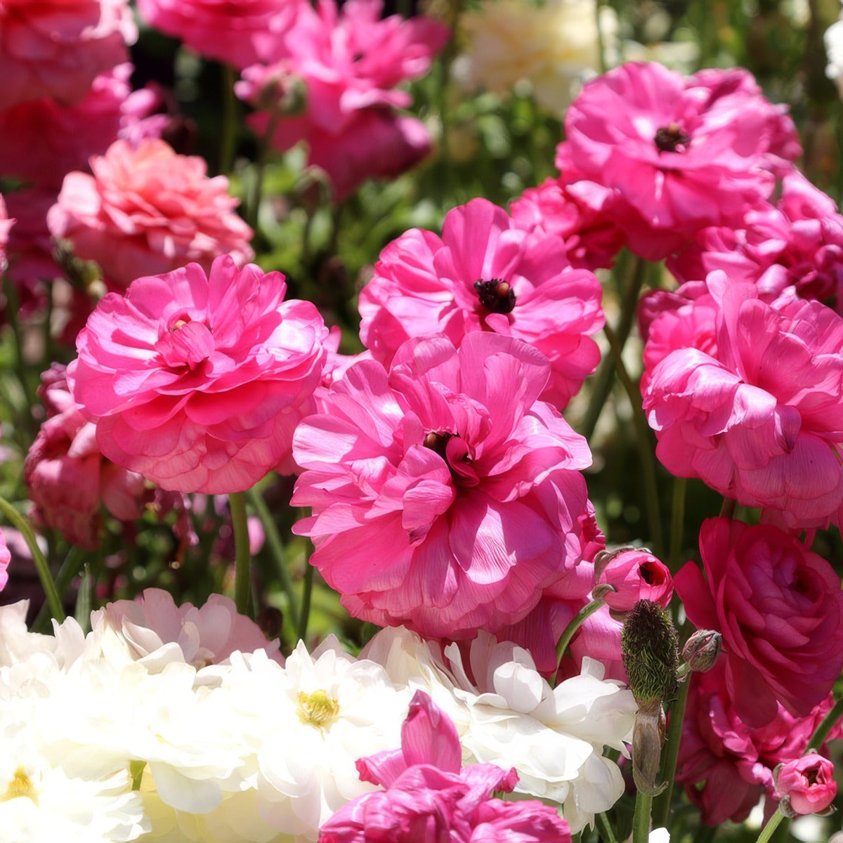 Ranunculi Cerise Pink Pkrancpi 2023 - Garden Express Australia