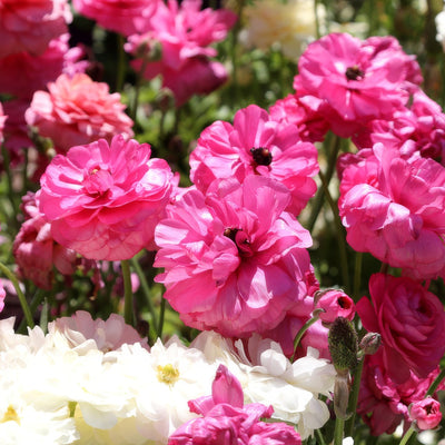 Ranunculi Cerise Pink Pkrancpi 2023 - Garden Express Australia