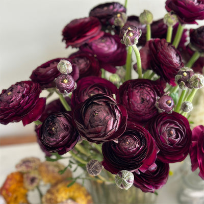 Ranunculi F1 Burgundy Pkranfbu 2026 - Garden Express Australia