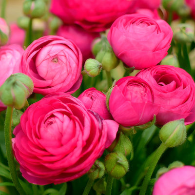 Ranunculi F1 Hot Pink Pkranfhp 2025 - Garden Express Australia