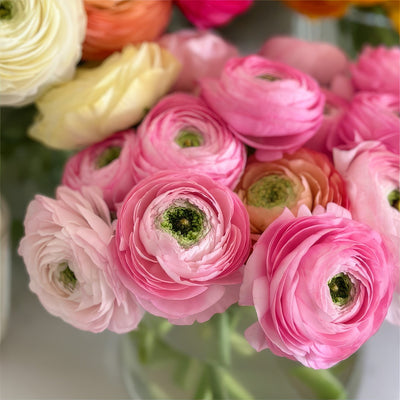 Ranunculi F1 Light Pink Pkranflp 2026 - Garden Express Australia