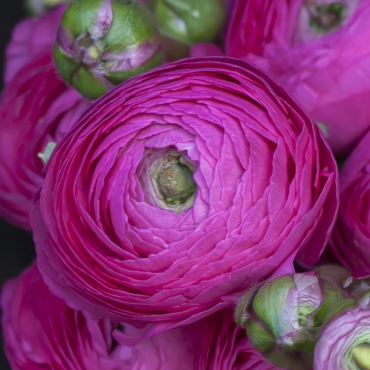 Ranunculi F1 Mauve 2 Pkranfma 2026 - Garden Express Australia