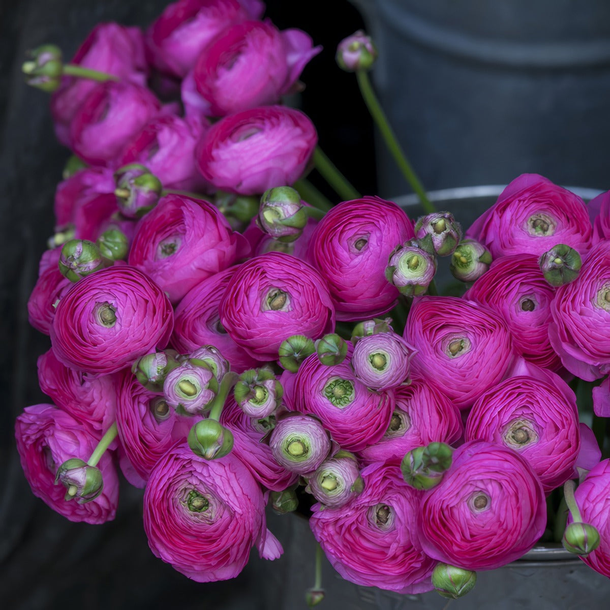 Ranunculi F1 Mauve Pkranfma 2026 - Garden Express Australia