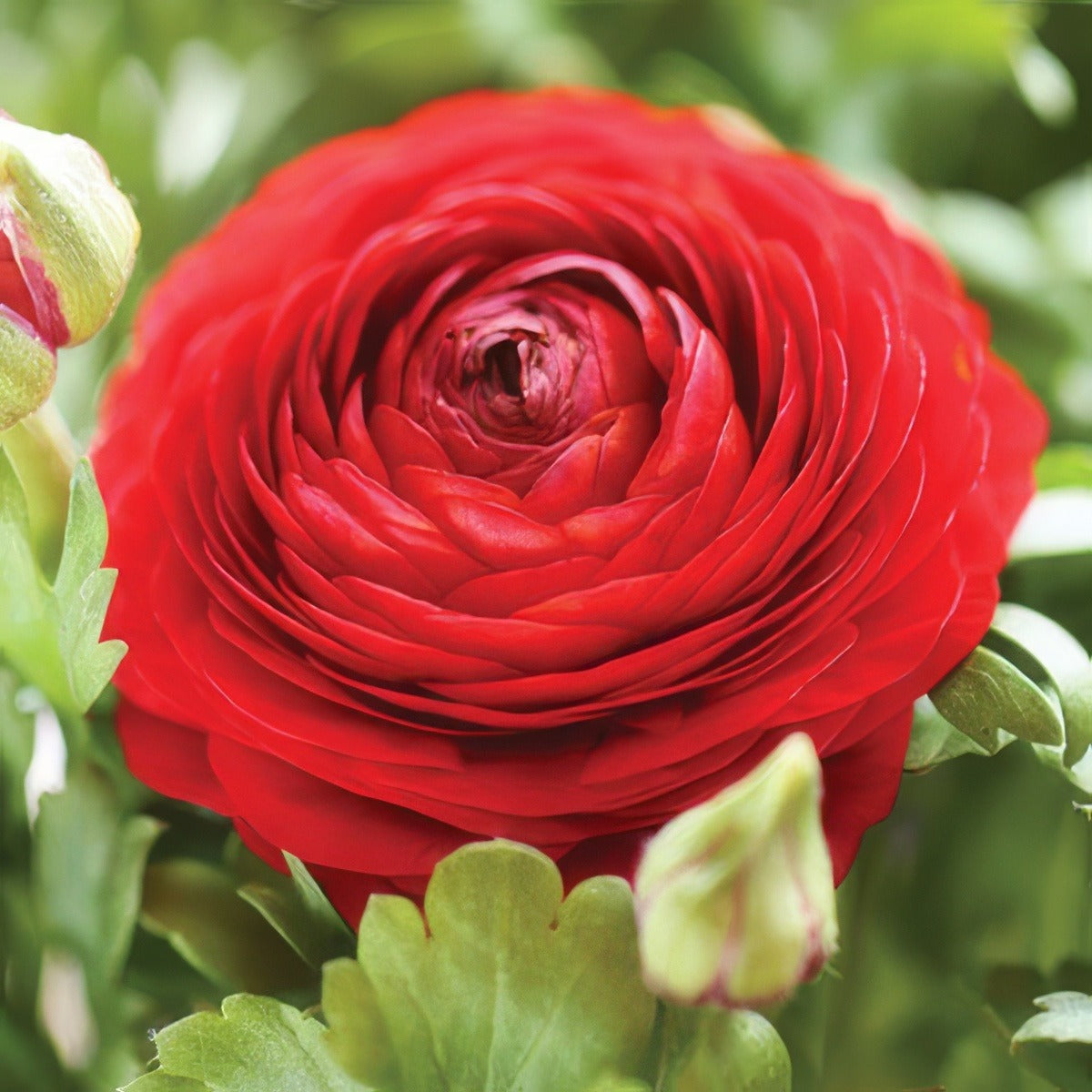 Ranunculus F1 Red Pkranfre - Garden Express Australia