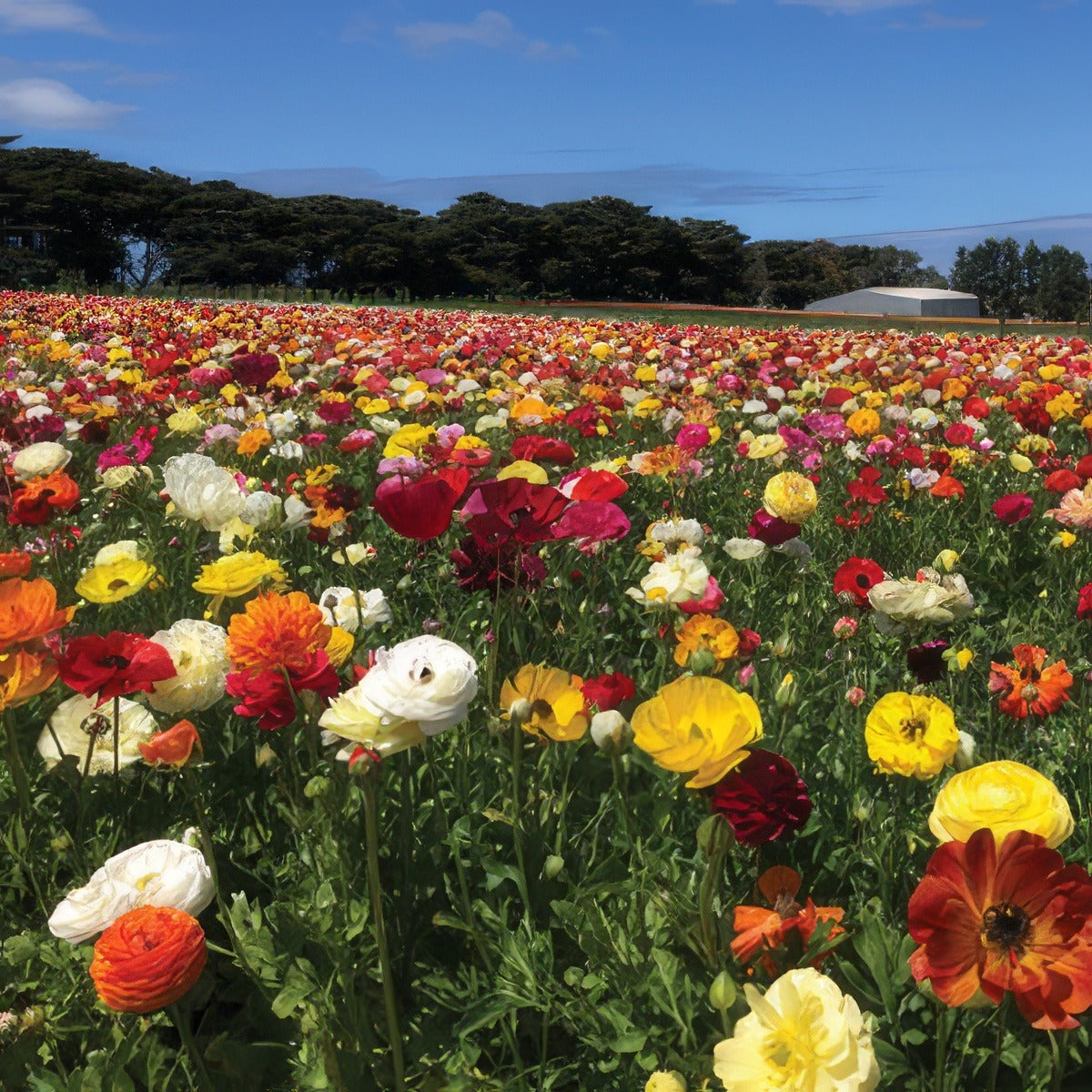 Ranunculi Mixed Pkranmxd 2019 - Garden Express Australia