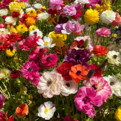 Ranunculi Mixed 3 Pkranmxd 2025 - Garden Express Australia