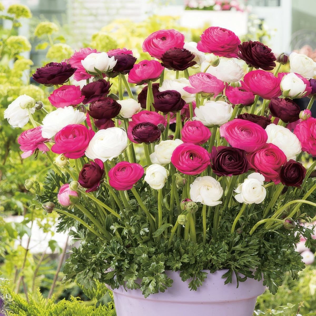 Ranunculus Pastel Blend 2 Pkranpbl 2025 - Garden Express Australia