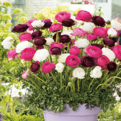 Ranunculus Pastel Blend 2 Pkranpbl 2025 - Garden Express Australia