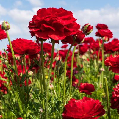 Ranunculi Red 2 Pkranred 2025 - Garden Express Australia