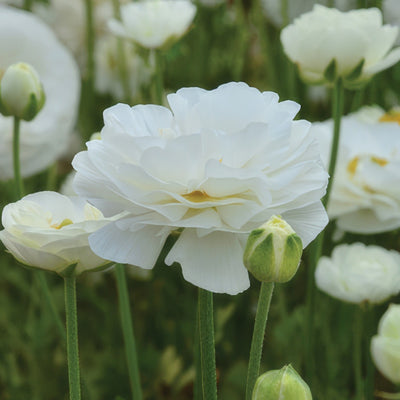 Ranunculi White Pkranwhi 2020 - Garden Express Australia