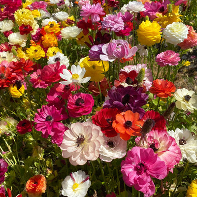 Ranunculi Mixed Pkranmxd 2025 - Garden Express Australia